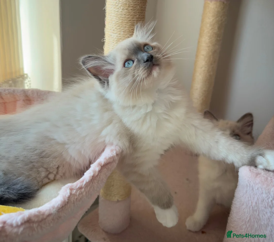 Ragdoll cats for sale: Purebred Ragdolls Ready To Leave  in Bradford - Advert 14