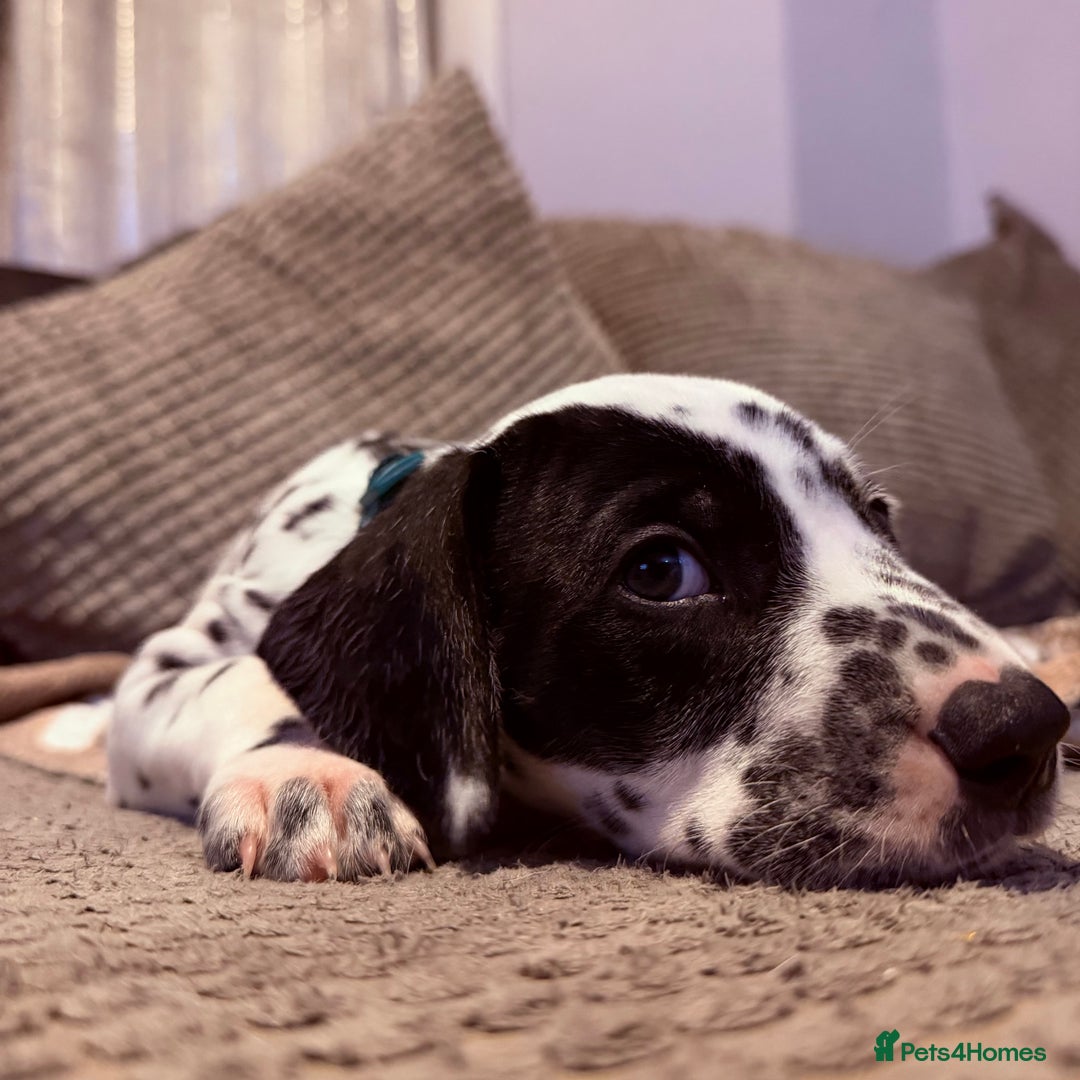 Dalmatian dogs for sale: 🐾 Beautiful Dalmatian Puppies 🐶  - Advert 4