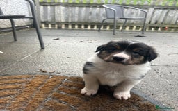 Border Collie dogs for sale: Welsh Red/Tri Coloured Collie Pups For Sale - Image 12