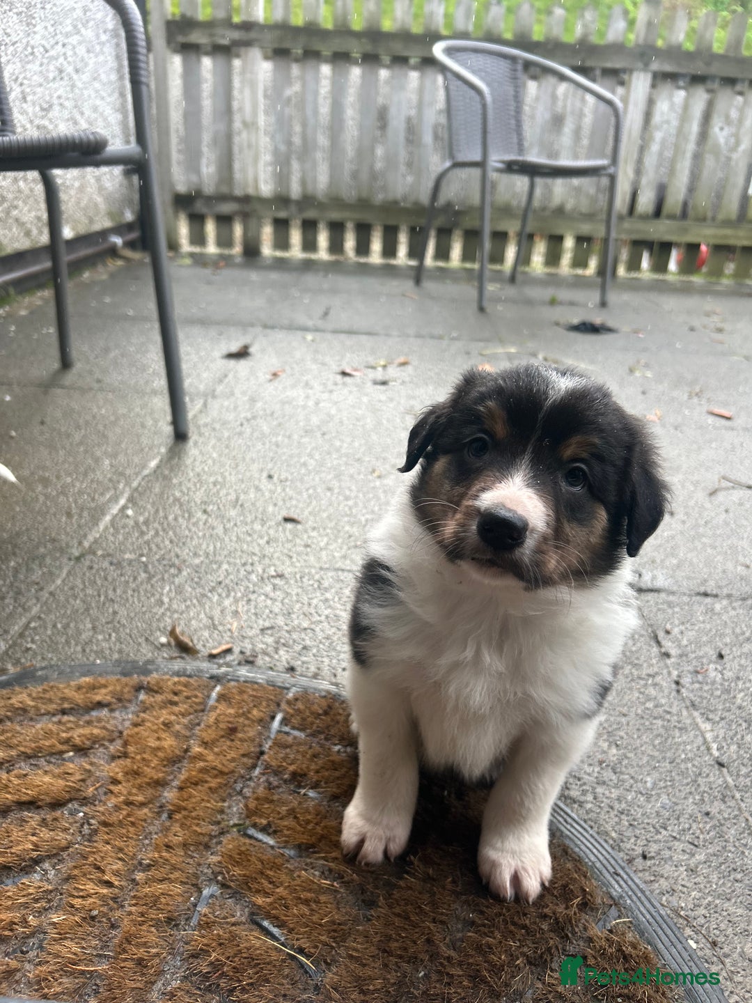Border Collie dogs for sale: Welsh Red/Tri Coloured Collie Pups For Sale - Image 12