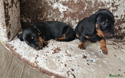 Miniature Dachshund dogs for sale: Puppy 1 boy Black & Tan  - Image 9