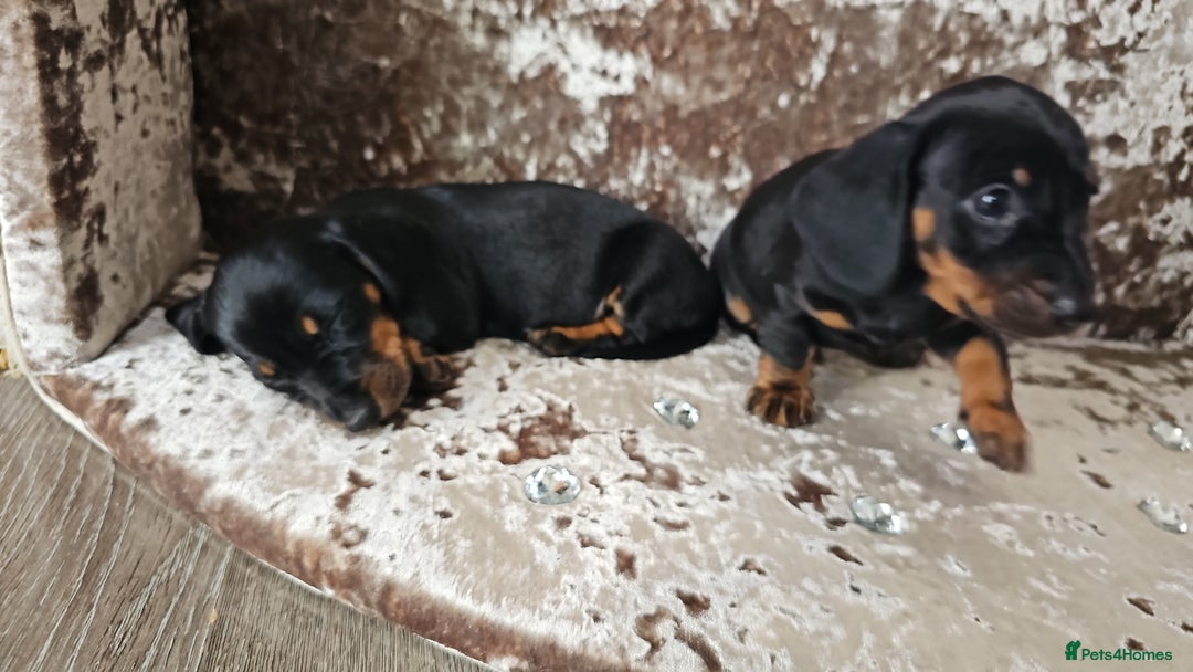 Miniature Dachshund dogs for sale: Puppy 1 boy Black & Tan  - Image 9