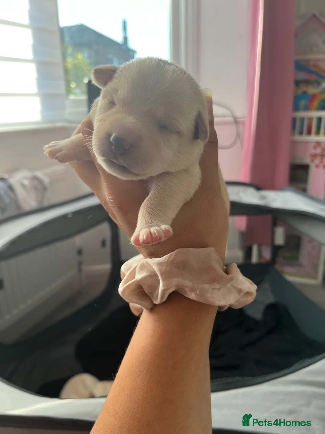 Mixed Breed dogs for sale: 6 puppies 4 girls 2 boy in Wallsend - Advert 2