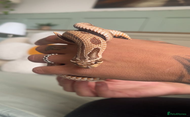 Snake reptiles in Andover - Advert 1
