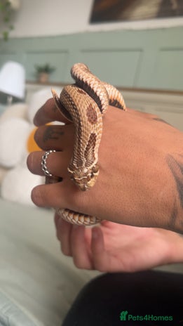 Snake reptiles in Andover - Advert 12