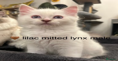 Ragdoll cats - Advert 9
