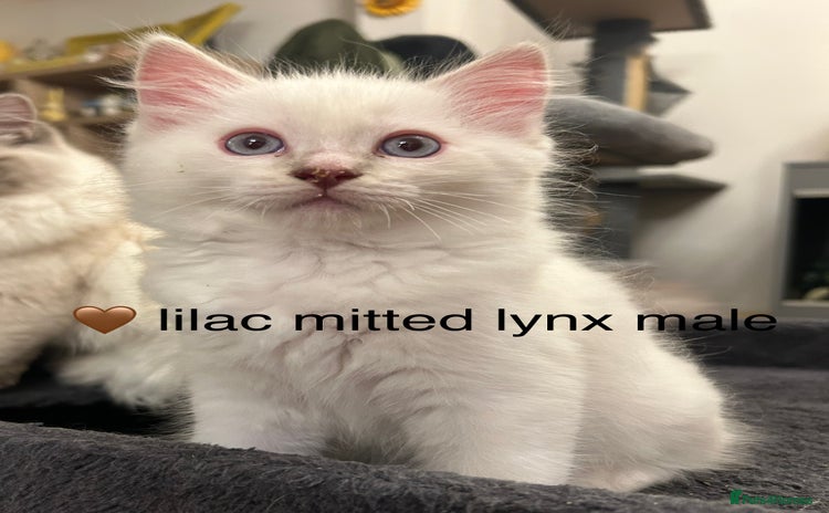 Ragdoll cats - Advert 16