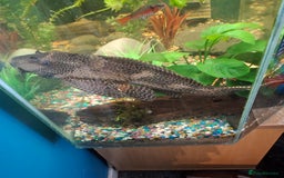 Plecos fish for sale: Large pleco - Image 5