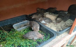 Quail poultry for sale: Mixed coturnix quail - Image 1