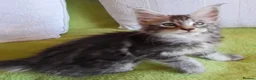 Maine Coon cats for sale: Gorgeous TICA silver Euro poly/non poly Active/pet - Advert 16