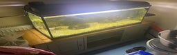 Tetras fish for sale: Tank full of guppies guppy & shrimp  - Advert 2