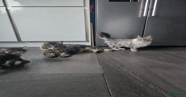 Maine Coon cats MAINE COON KITTENS - Advert 4