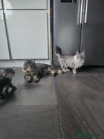 Maine Coon cats MAINE COON KITTENS - Advert 2