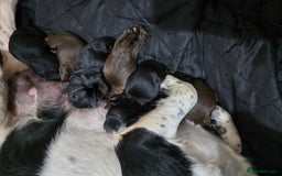 Mixed Breed dogs for sale: Springer x Cockerpoo Pups - Image 7