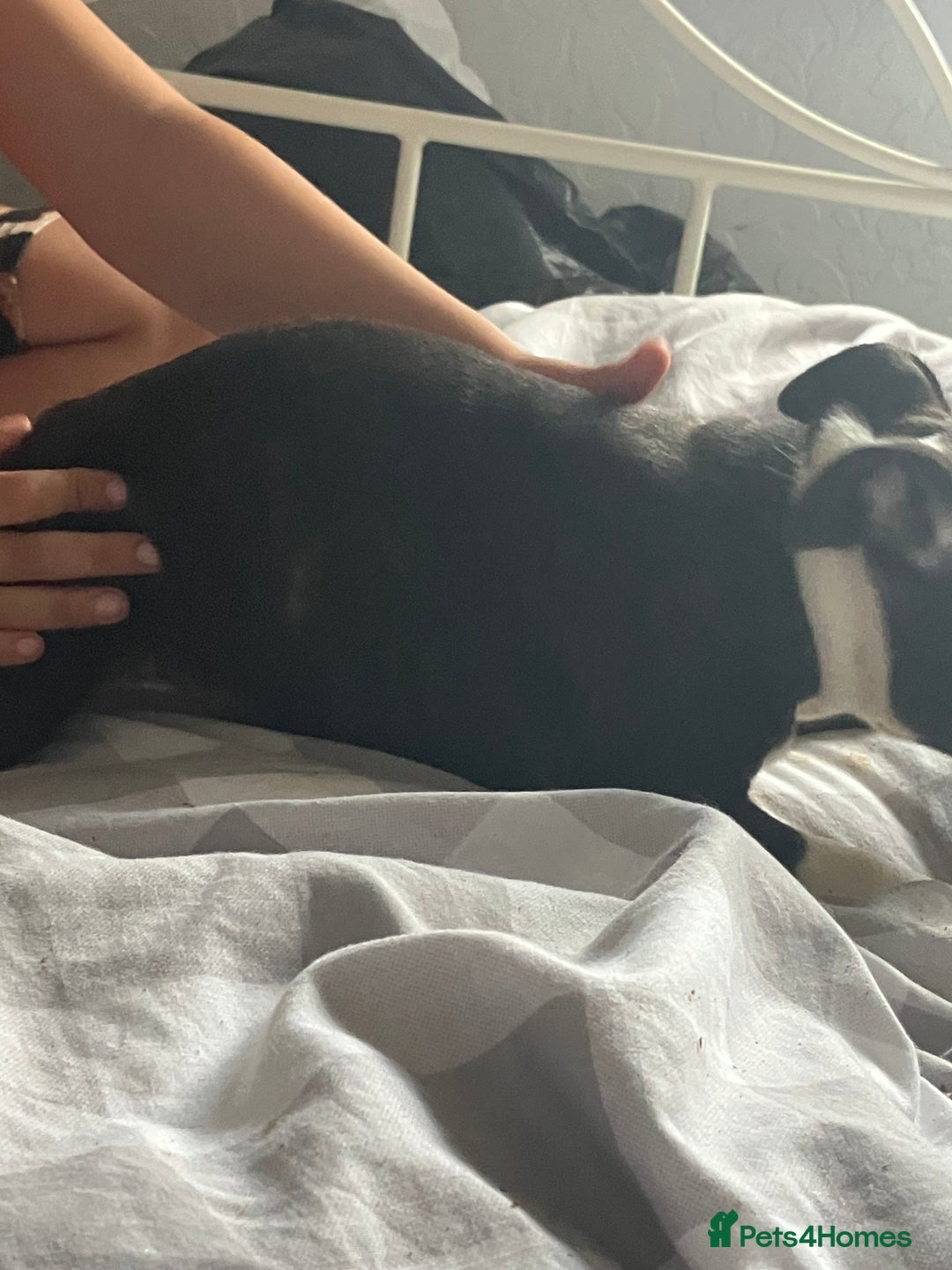Staffordshire Bull Terrier dogs for sale: Kc Staffordshire bull terrior puppies - Image 8