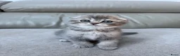 Scottish Fold cats for sale: Full pedigree Scottish fold kittens - Advert 6
