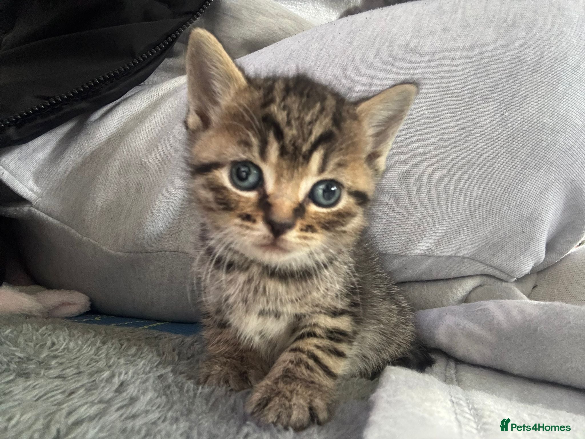 British Shorthair cats The cutest kittens!! - Advert 9