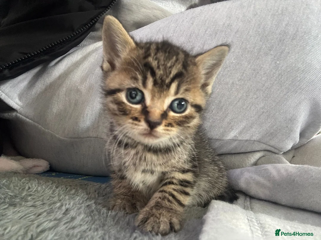 British Shorthair cats for sale: The cutest kittens!! in Eastbourne - Advert 4