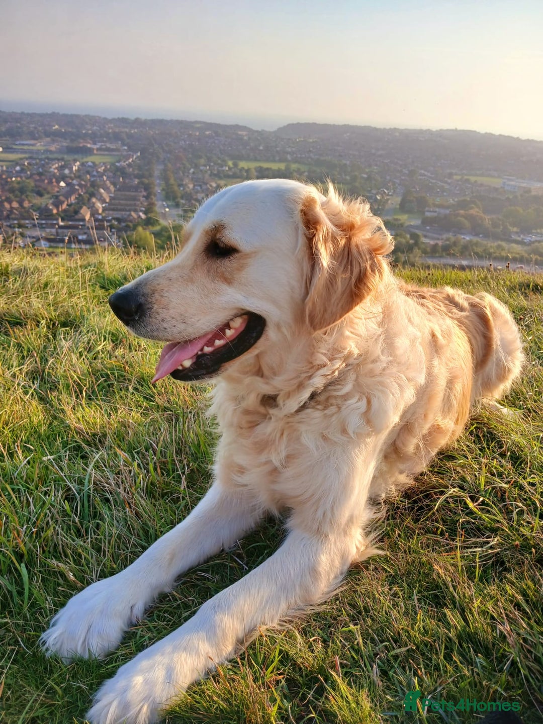 Golden Retriever dogs for sale: Gorgeous Golden Retriever  - Advert 1