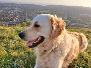 Golden Retriever dogs Gorgeous Golden Retriever - Advert 3