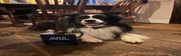 Border Collie dogs for stud: Border collie for stud - Advert 1