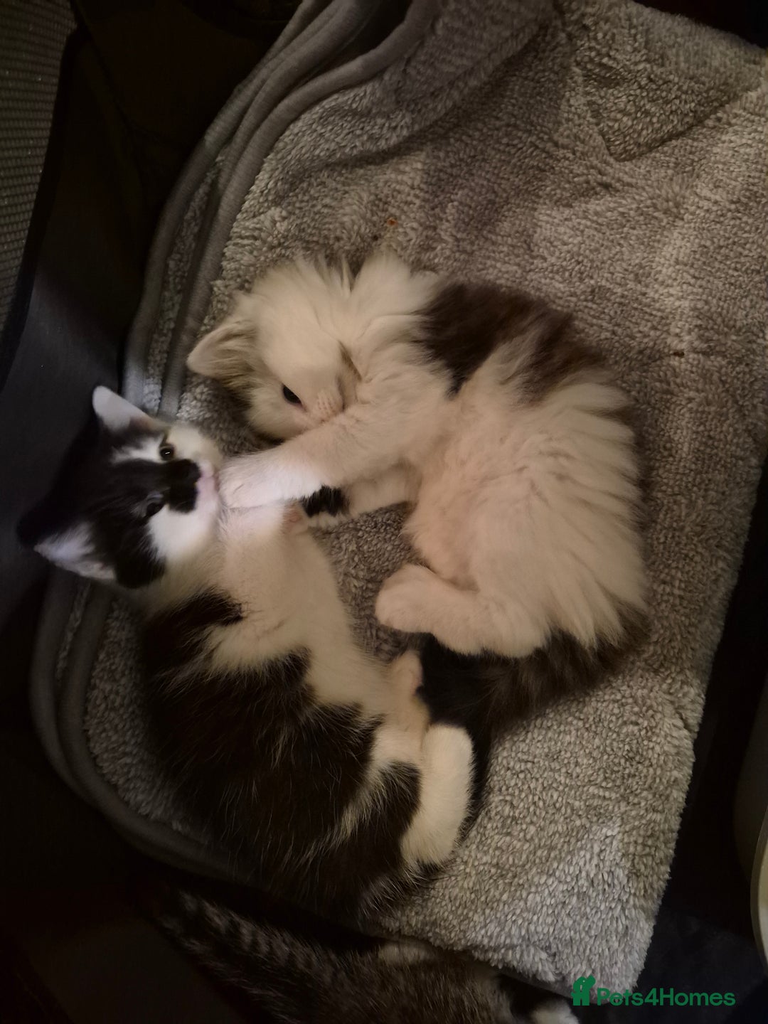 Mixed Breed cats for sale: XxX Gorgeous calico mixedbreed kittens 2 left ♥️  - Advert 22