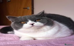 British Shorthair cats for sale: British short haircuts - Image 3