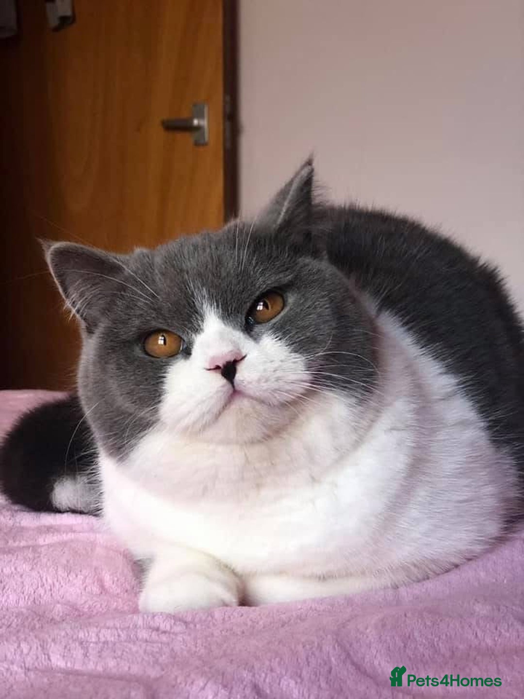 British Shorthair cats for sale: British short haircuts - Image 3