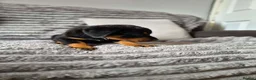 Rottweiler dogs for sale: Rottweiler Puppies Looking for Their Forever Homes - Advert 5