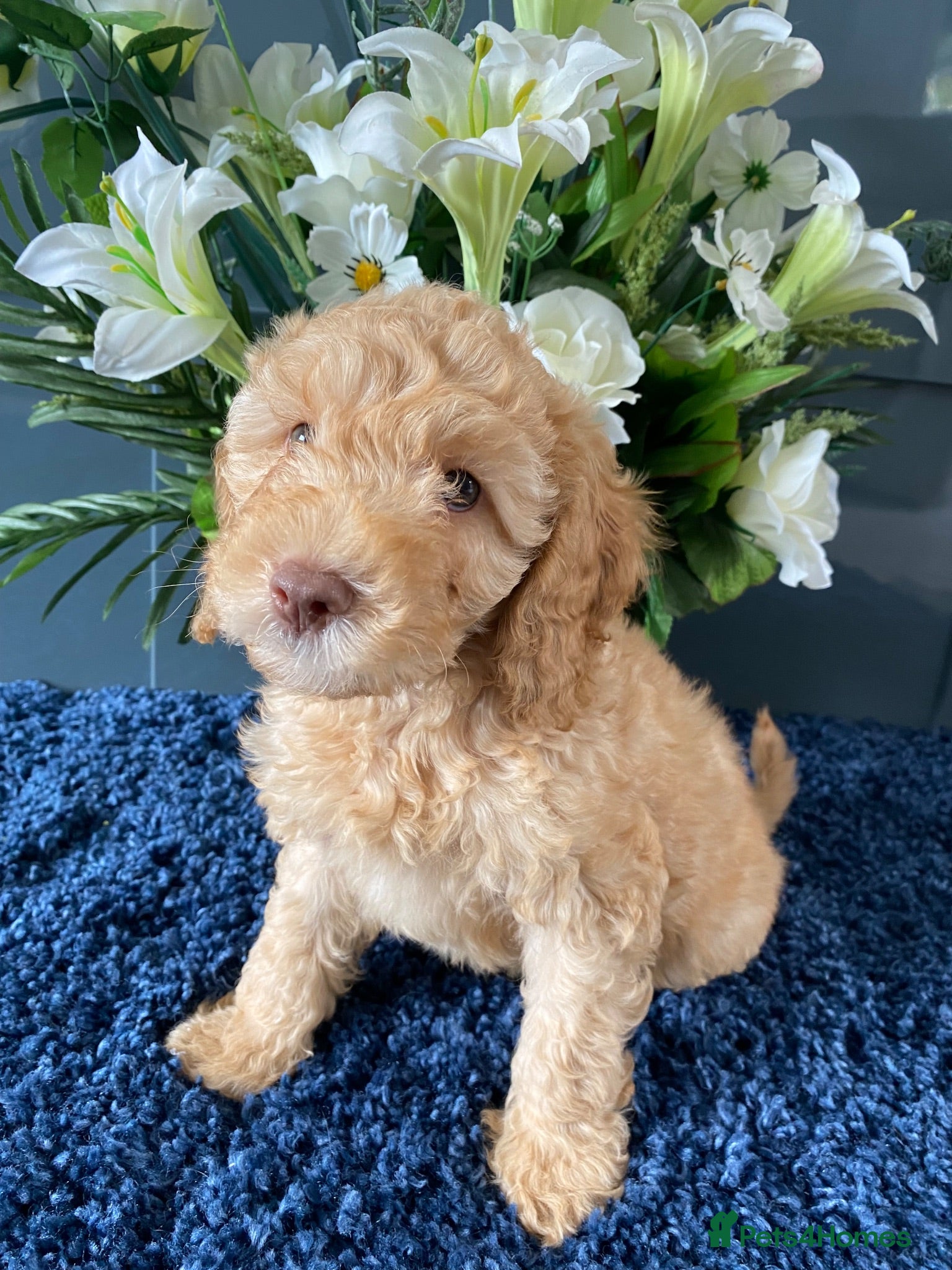 Cockapoo dogs 1 boy available.F1b mini cockapoos Health tested.  - Advert 1
