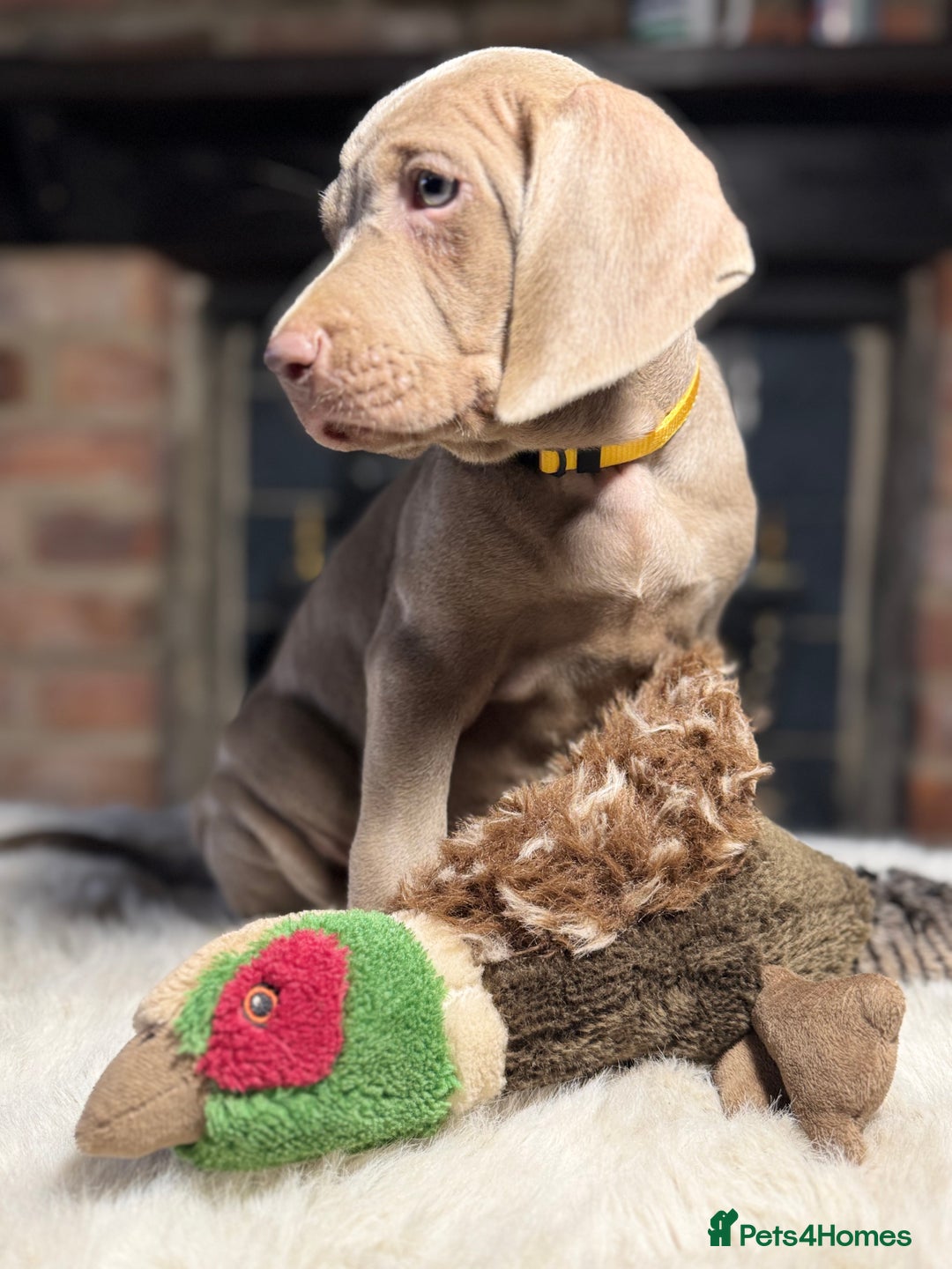 Weimaraner dogs for sale: ✨READY NOW✨ LAST FEW GIRLS✨ KC Reg Pups  ✨ - Advert 24