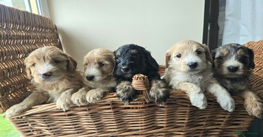 Cockapoo dogs - Advert 4