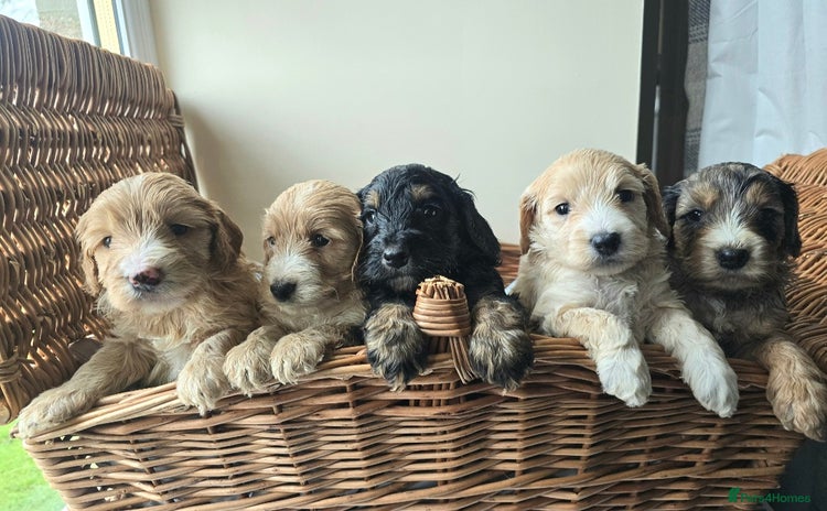 Cockapoo dogs - Advert 1
