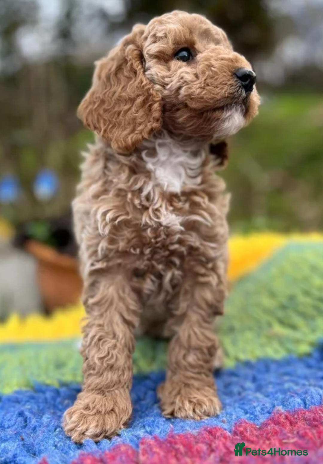 Cockapoo dogs for sale: Hypoallergenic, Fun & Full of Personalities - Advert 2