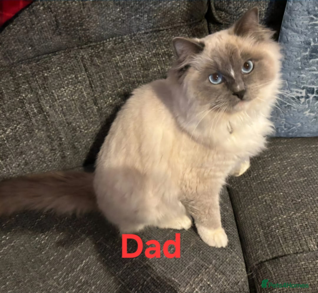 Ragdoll cats for sale: Beautiful ragdoll  - Image 4