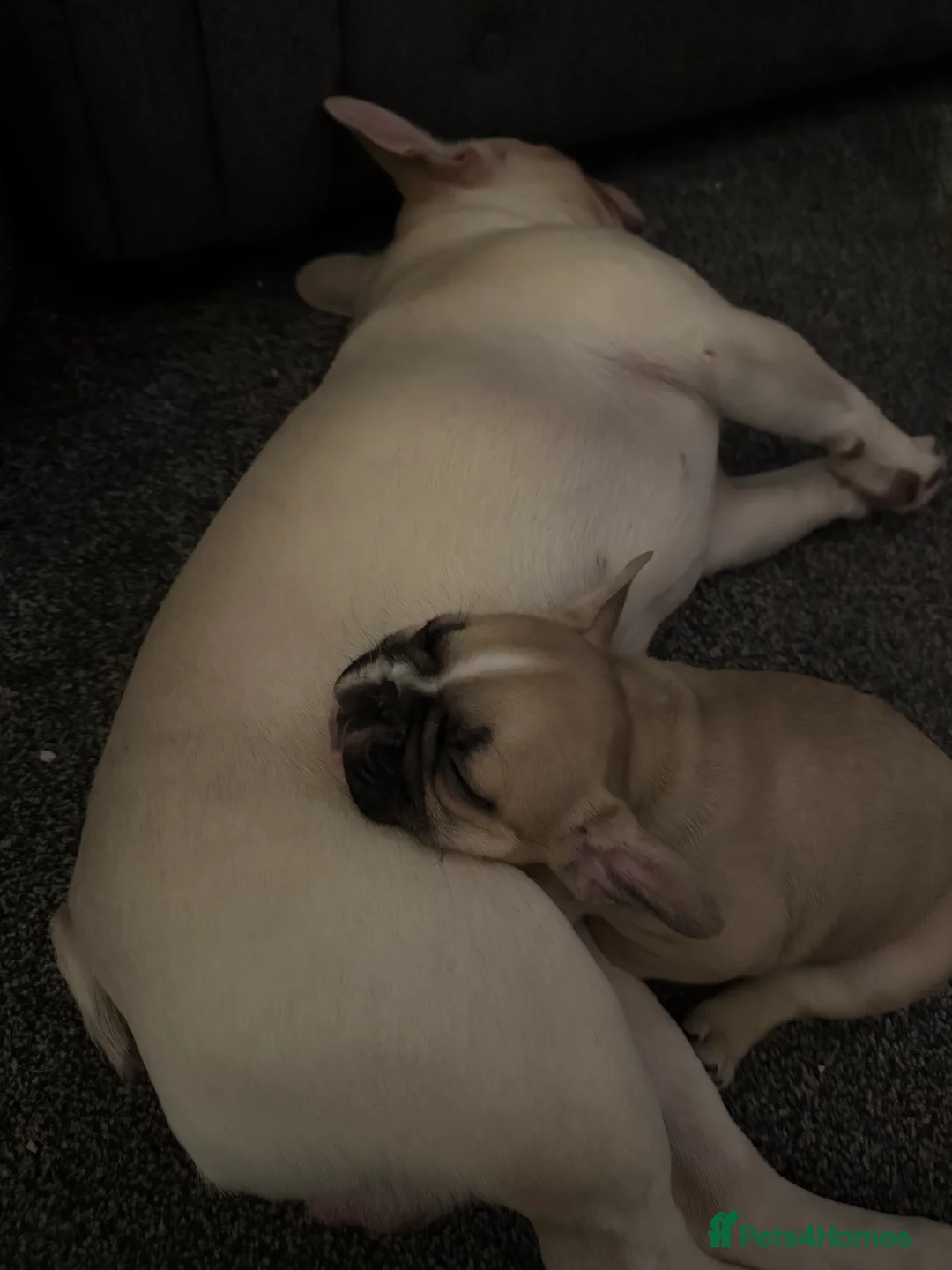 French Bulldog dogs for sale: DWKC Registered Puppies – Health Tested  - Advert 26