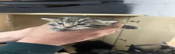 Mixed Breed cats for sale: 4 year old mother cat and 2 kittens free  - Advert 9