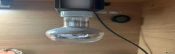 Leopard Gecko reptiles for sale: Leopard Gecko - Advert 10