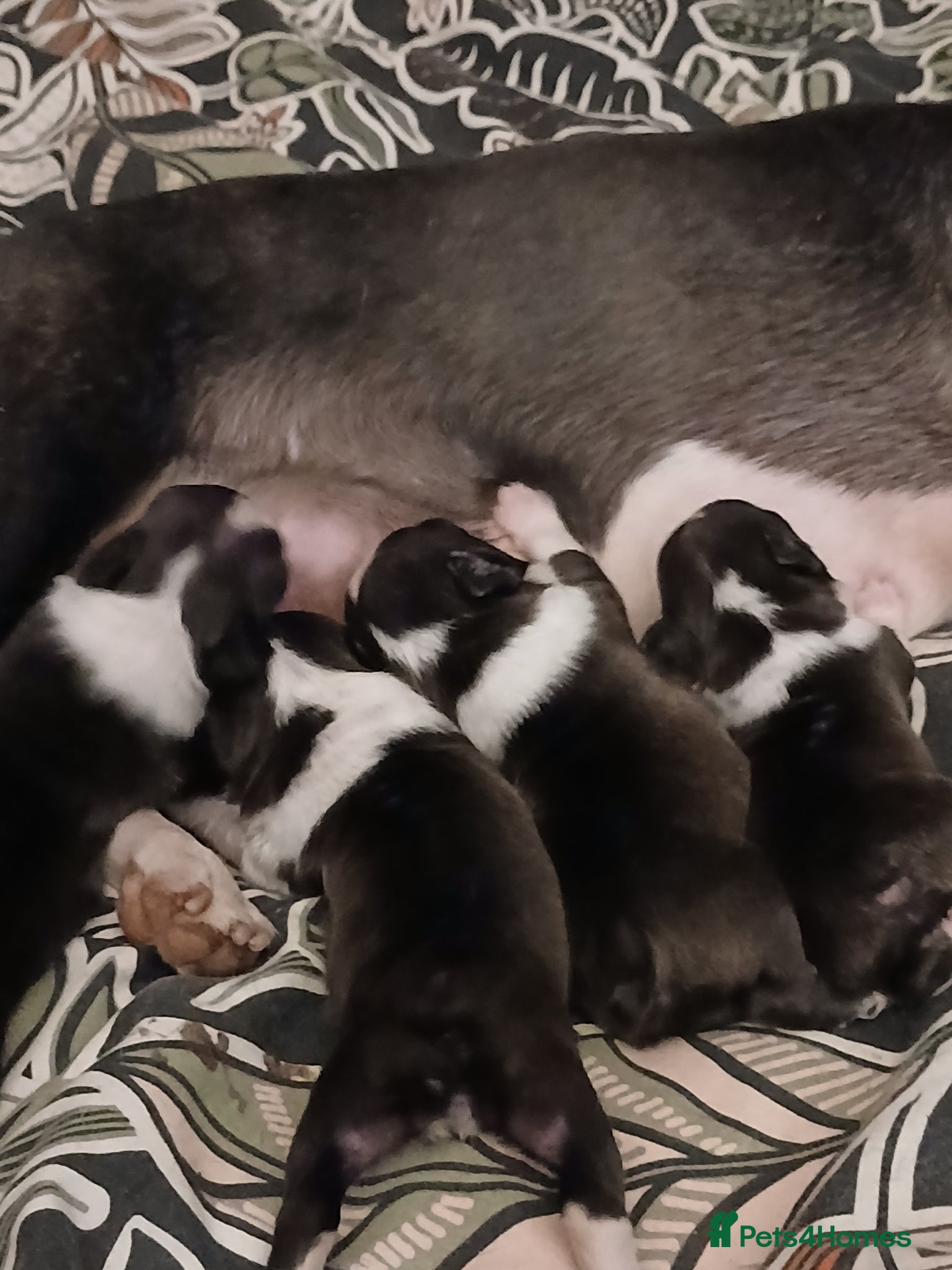 Boston Terrier dogs for sale: Boston Terrier puppies JHC4 hereditary free - Advert 7