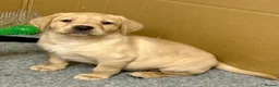 Labrador Retriever dogs for sale: KC registered Labrador Retriever puppies  - Advert 6