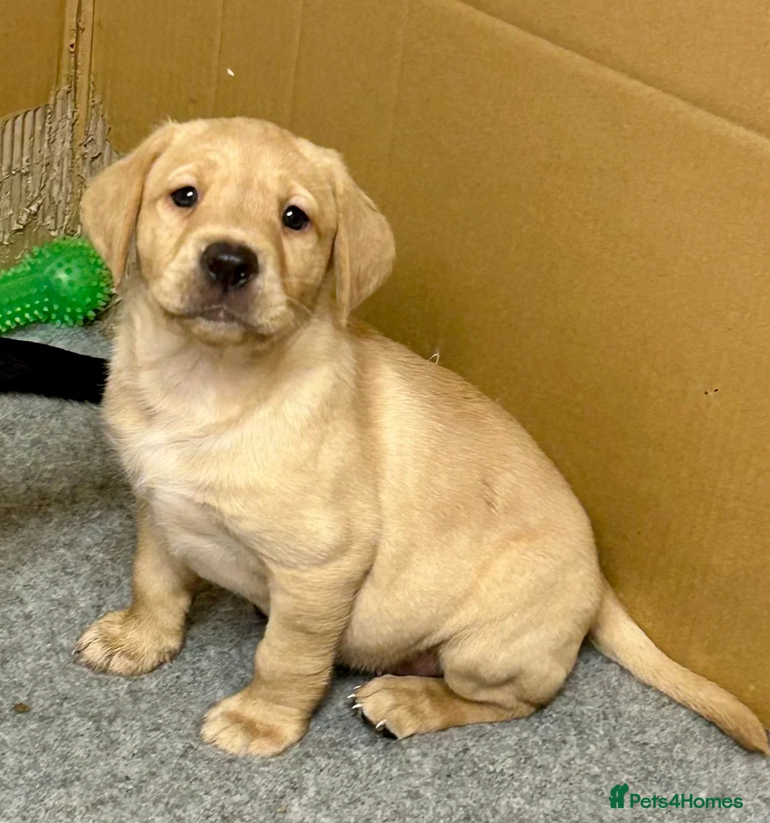 Labrador Retriever dogs for sale: KC registered Labrador Retriever puppies  - Advert 6