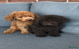 Cockapoo dogs for sale: Beautiful Health clear Cockapoos - Image 10
