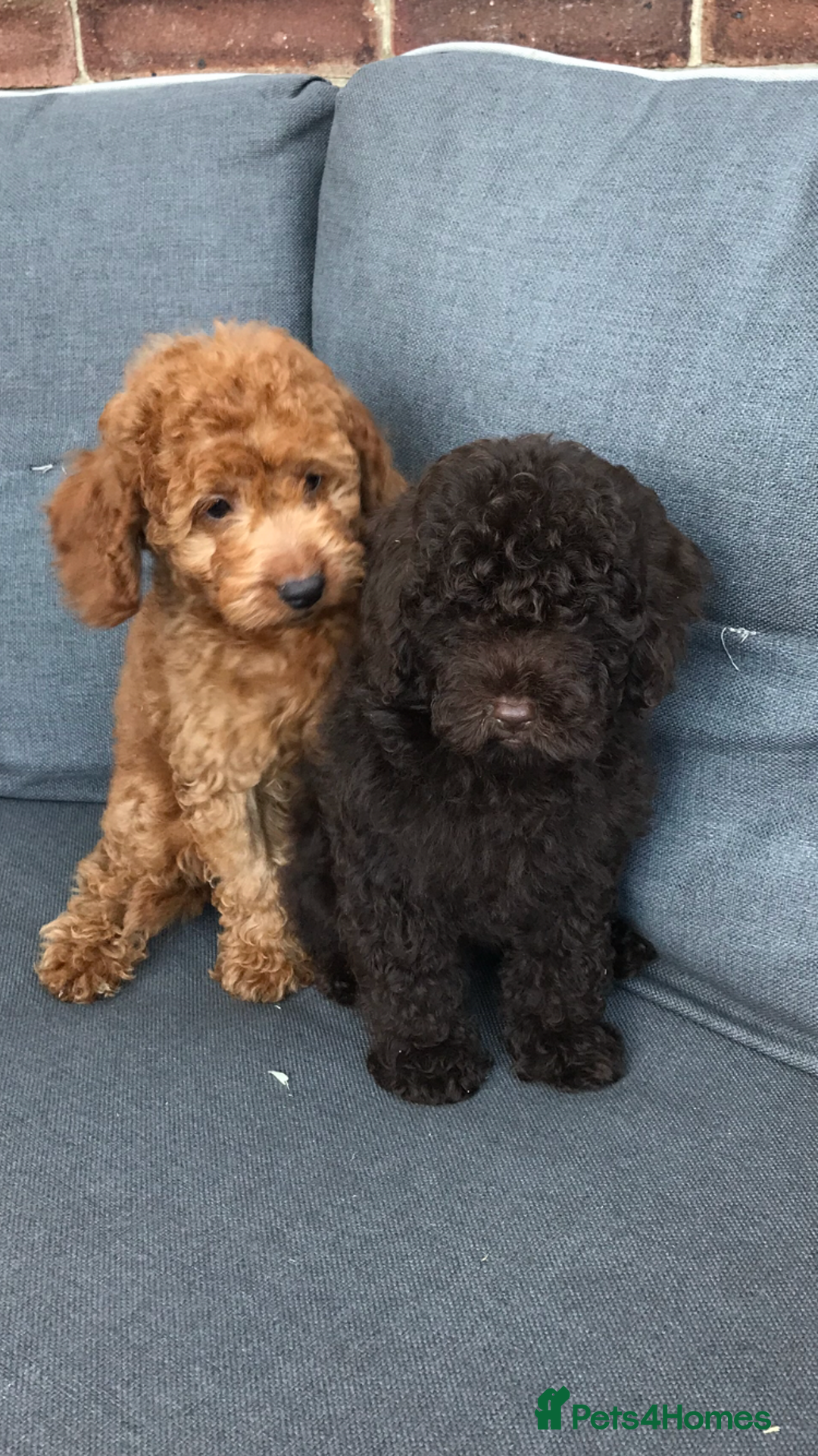 Cockapoo dogs for sale: Beautiful Health clear Cockapoos - Image 10