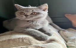 British Shorthair cats for sale: Kind Souls Fluffy Coats British Shorthair Kittens - Image 31
