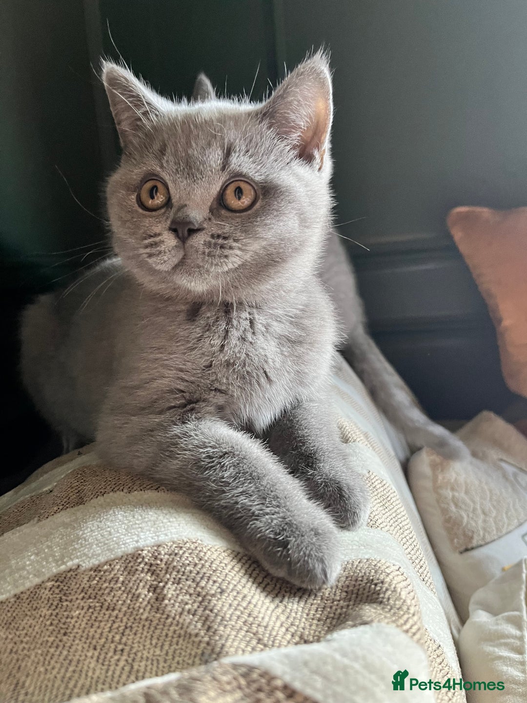 British Shorthair cats for sale: Kind Souls Fluffy Coats British Shorthair Kittens - Image 31