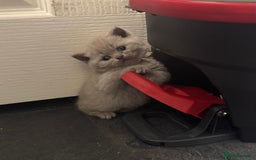 British Shorthair cats for sale: British blue shorthair  - Image 2