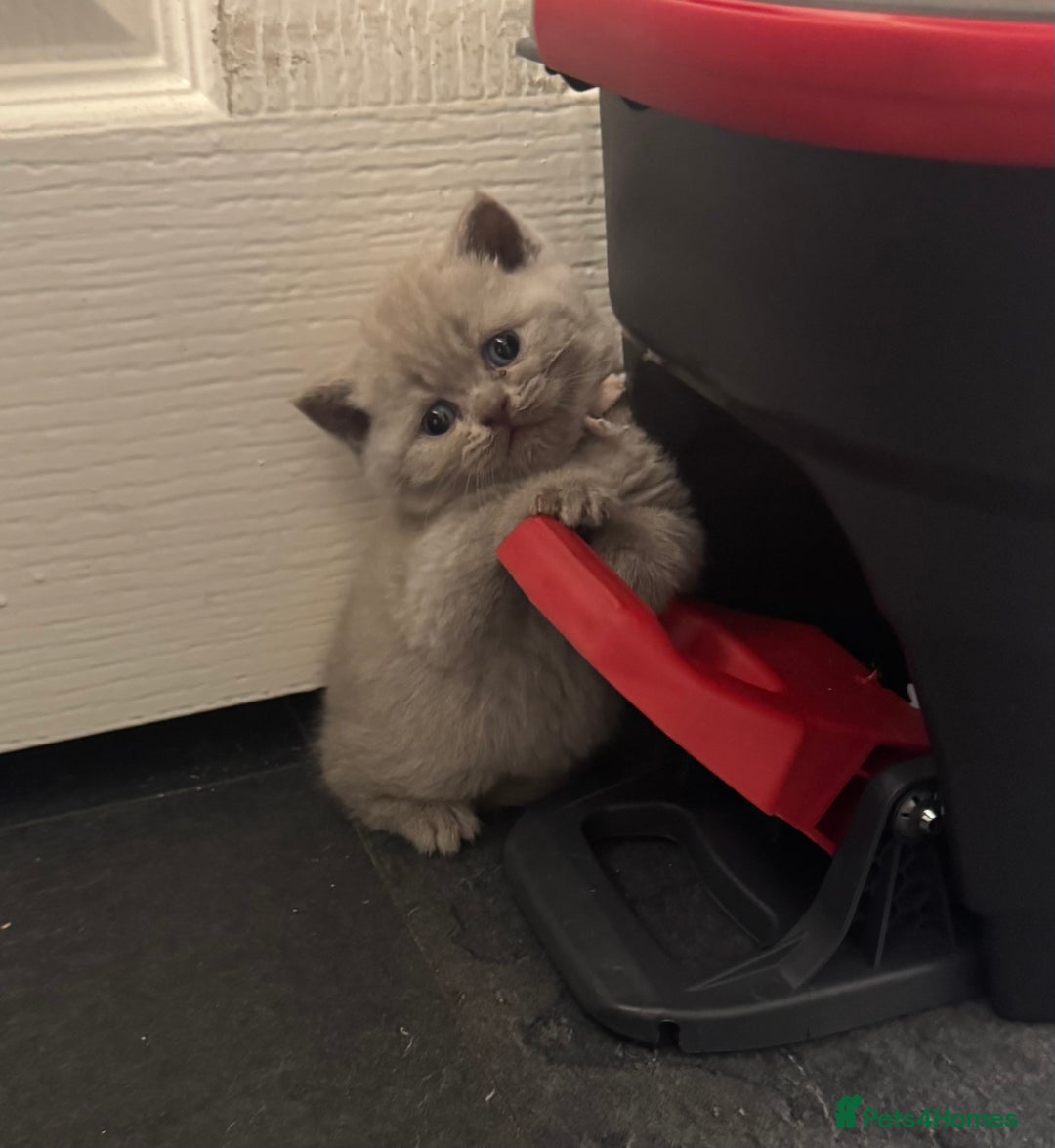 British Shorthair cats for sale: British blue shorthair  - Image 2