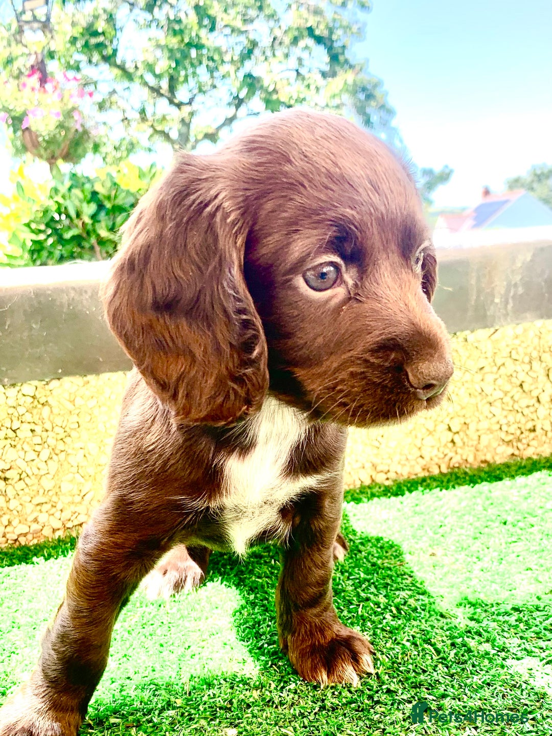 Cocker Spaniel dogs for stud: Boris (Bryn Rhos Major) for stud in Ammanford - Advert 18