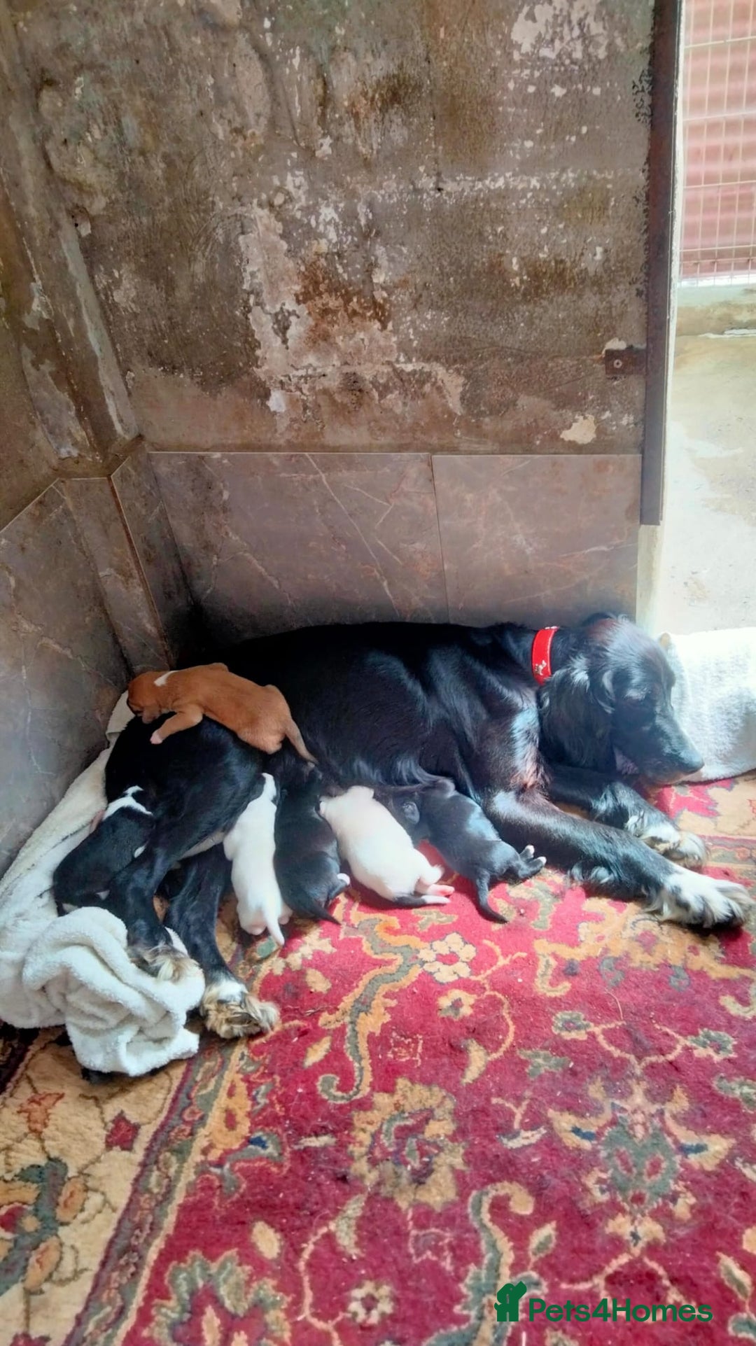 English Setter dogs for adoption: Setter x Pups (Rina's Puppies) - Image 3