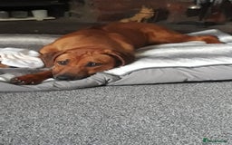 Rhodesian Ridgeback dogs for sale: Beautiful Kc Registered  - Image 9